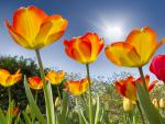 Blooming_Tulips