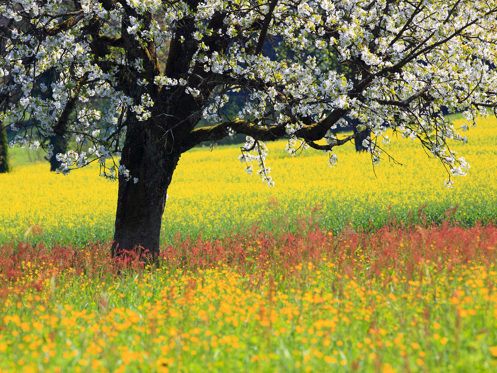 Blooming_Cherry_Tree