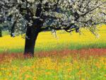 Blooming_Cherry_Tree