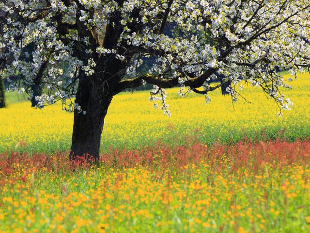 Blooming_Cherry_Tree