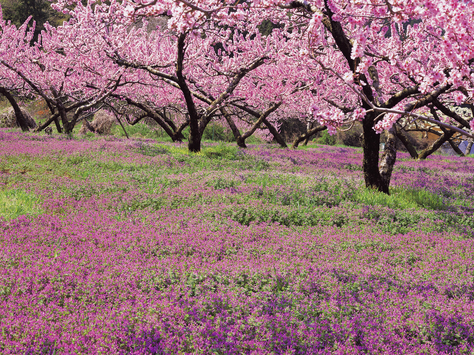 Blossoming_Henbit
