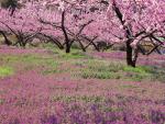 Blossoming_Henbit