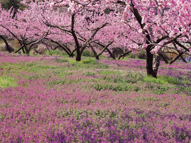 Blossoming_Henbit