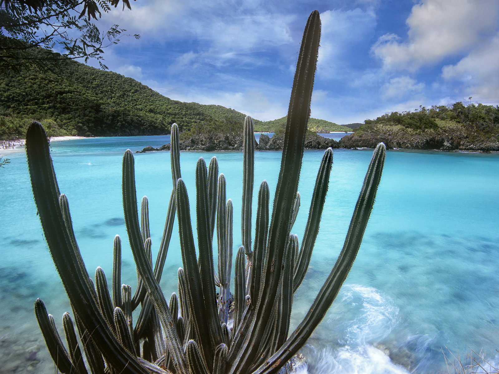 Cactus_Trunk_Bay
