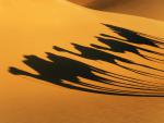 Camel_Shadows