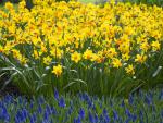 Daffodils