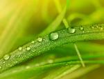 Dewy_Grass
