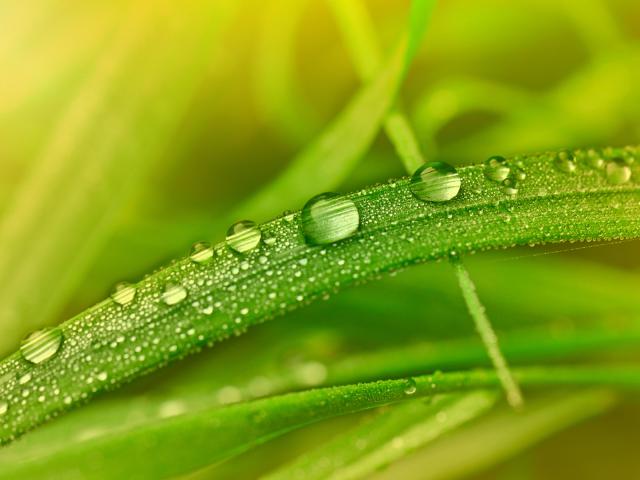 Dewy_Grass