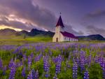 Lupins_at_Sunset