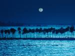 Palm_Trees_in