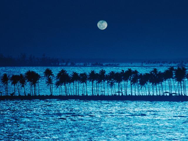 Palm_Trees_in