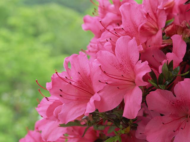 Pink_Azaleas
