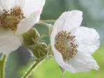 Thimbleberry