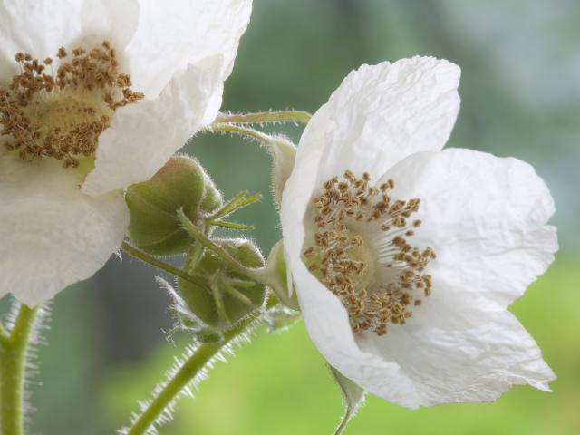 Thimbleberry