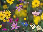 Wildflowers_02