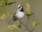 Golden-Winged_Warbler