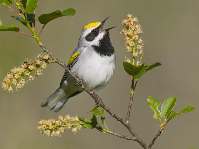Golden-Winged_Warbler