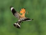 Eurasian_Hoopoe