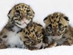 Clouded_Leopard_Cubs