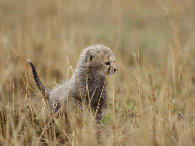 Cheetah_Cub