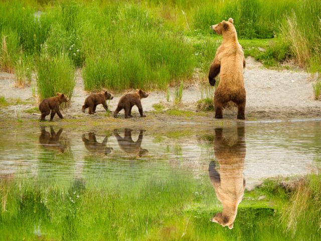 Brown_Bear
