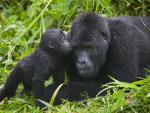 Gorilla_Kisses_Bwindi