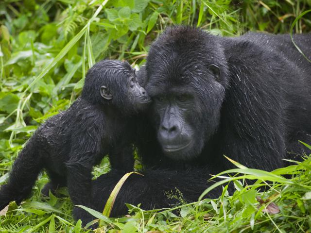 Gorilla_Kisses_Bwindi