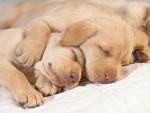 Puppy_Sleepover