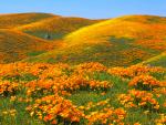 California_Poppies