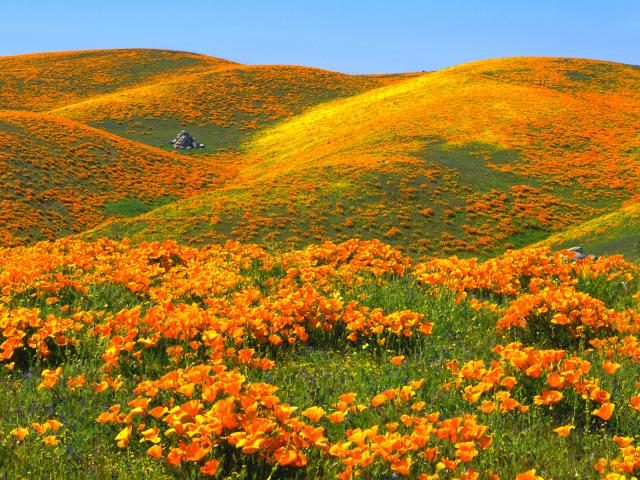 California_Poppies