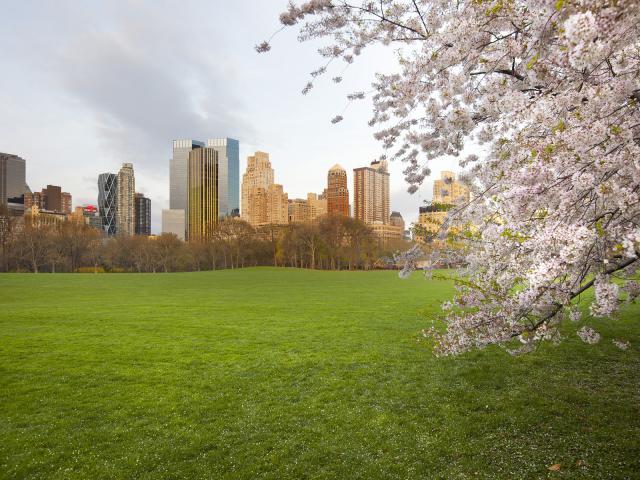 Cherry_Blossoms_at