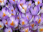 Crocus_Flowers
