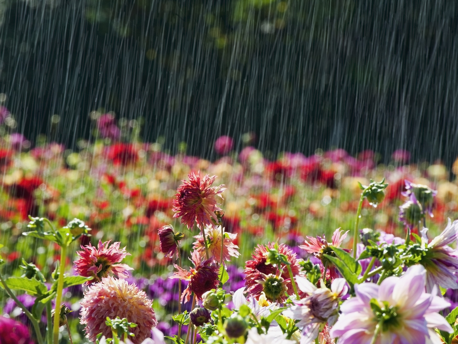 Dahlia_Field