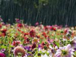 Dahlia_Field