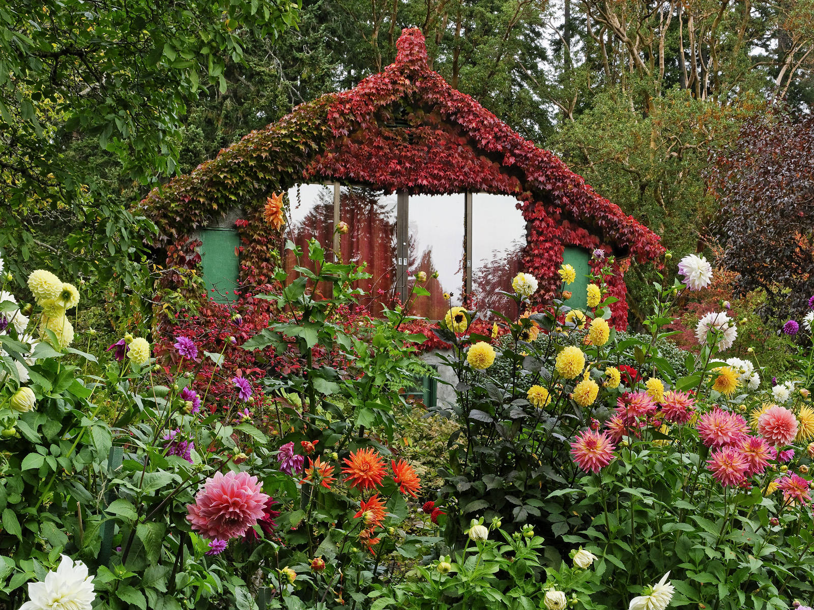 Dahlia_Walk_Butchart