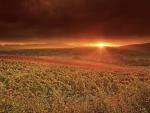 Dawn_on_the_Vineyards