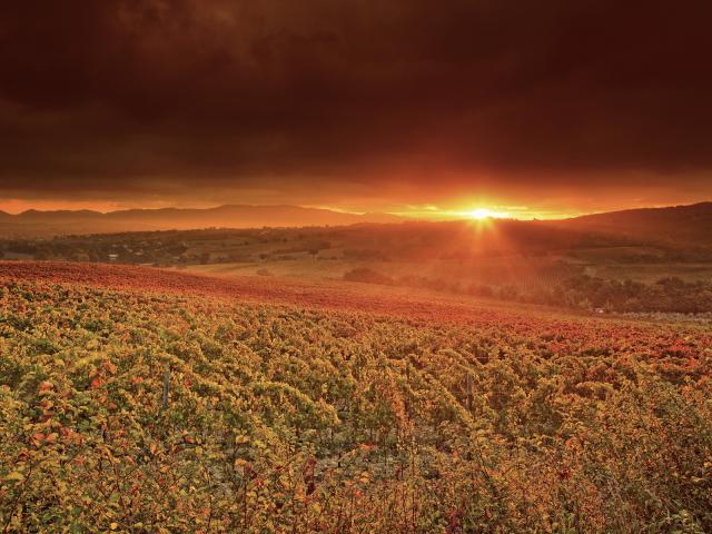 Dawn_on_the_Vineyards
