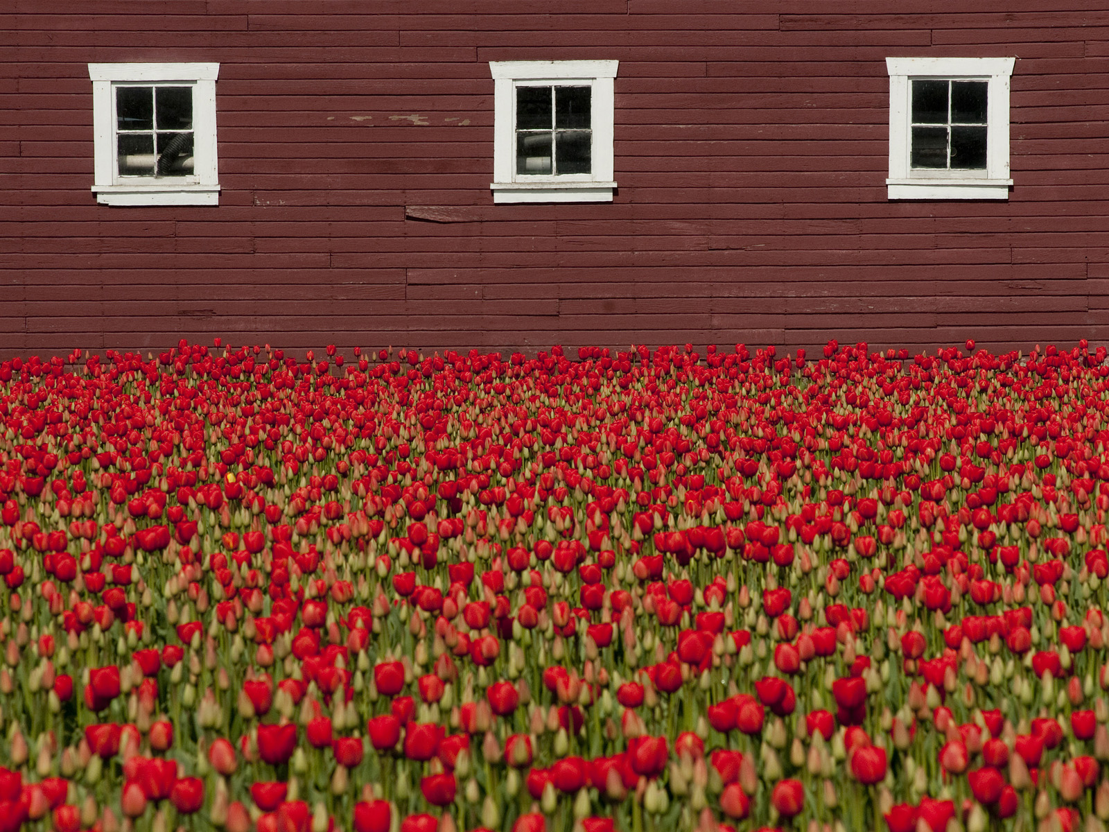 Red_Tulips_in