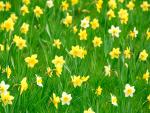 Spring_Daffodils