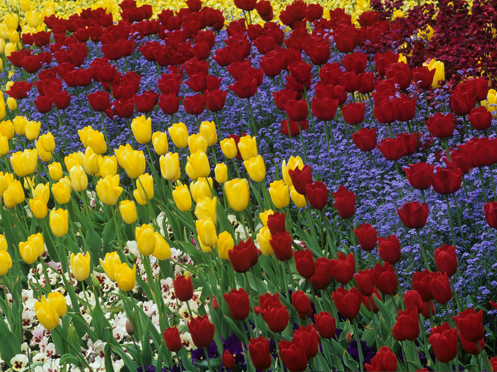Spring_Tulips