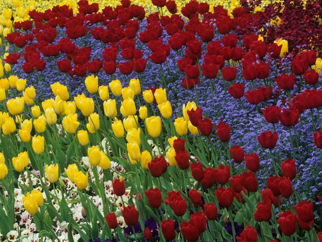 Spring_Tulips