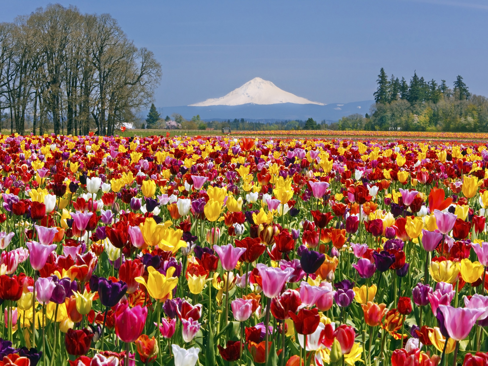 Tulip_Field_Wooden