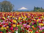 Tulip_Field_Wooden