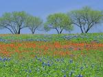 Texas_Hill_Country