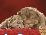 Shar_Pei_Puppies