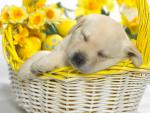 Springtime_Snooze