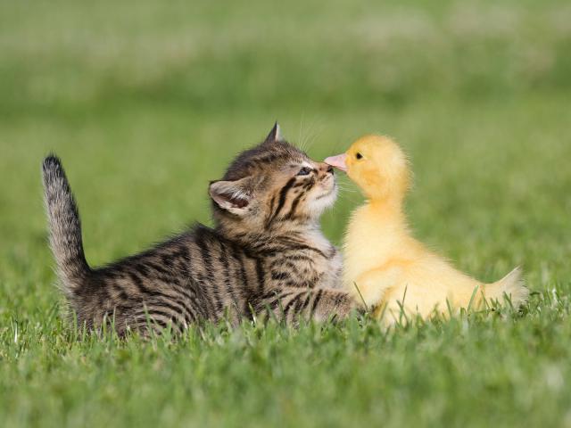 Kitten_and_Duckling