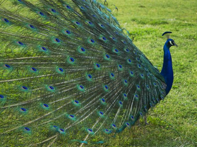 Male_Peacock