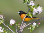 Baltimore_Oriole_Rondeau