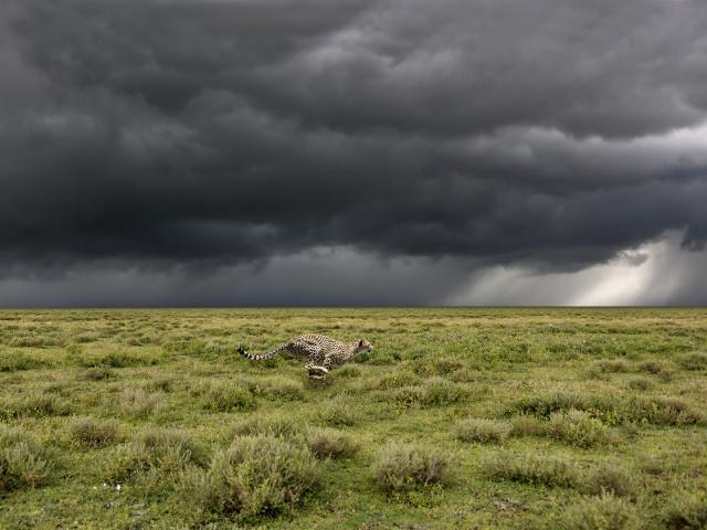 Running_Cheetah